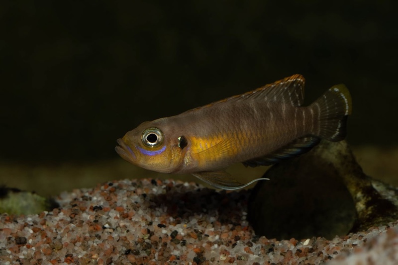 Neolamprologus brevis 'Kapampa'
